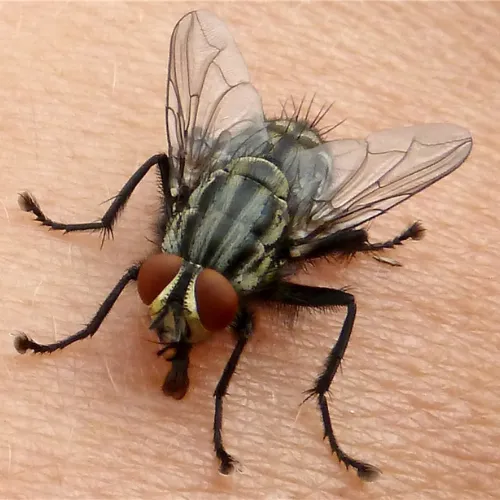 الحشرات الطائرة