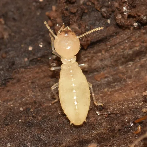 النمل الأبيض