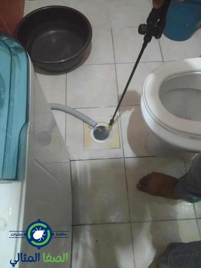 التخلص من حشرات الحمام
