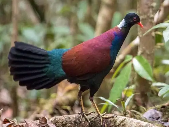 الحمام الدراج