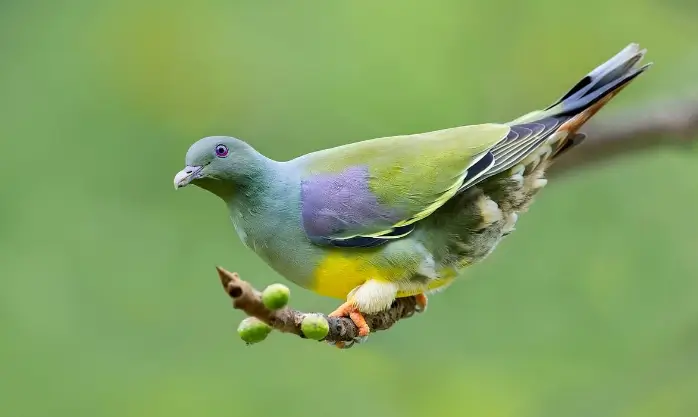 حمام الفاكهة