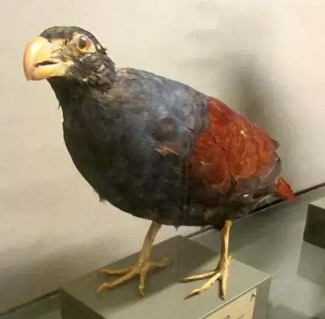 حمام منقار السن