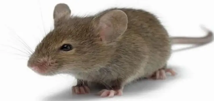 الفأر المتسلق