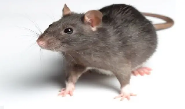 الفأر النيلي