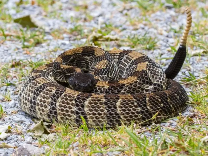 الأفعى المجلجلة