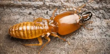 النمل الأبيض الرطب 