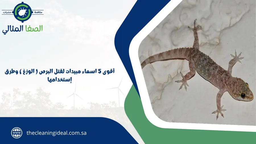 أقوى 5 اسماء مبيدات لقتل البرص ( الوزغ ) وطرق إستخدامها