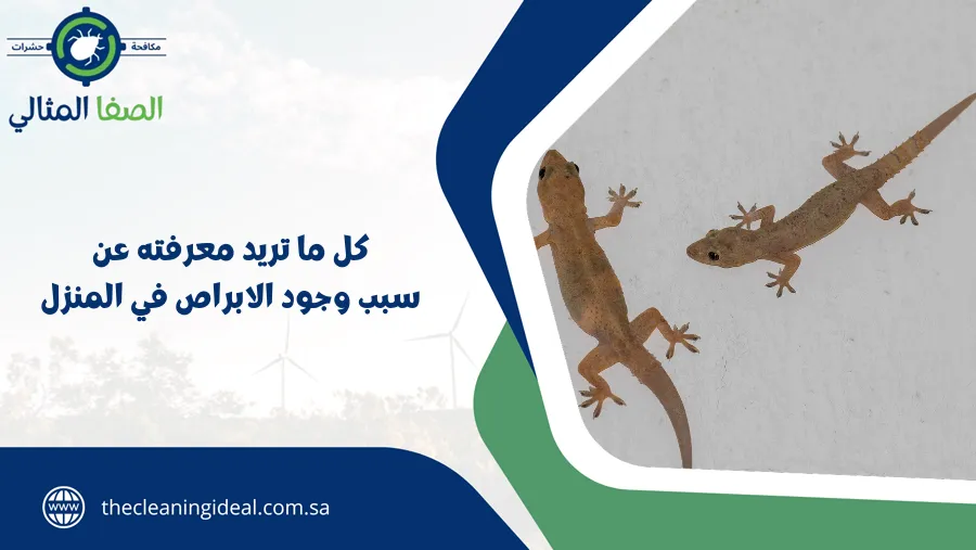 كل ما تريد معرفته عن سبب وجود الابراص في المنزل