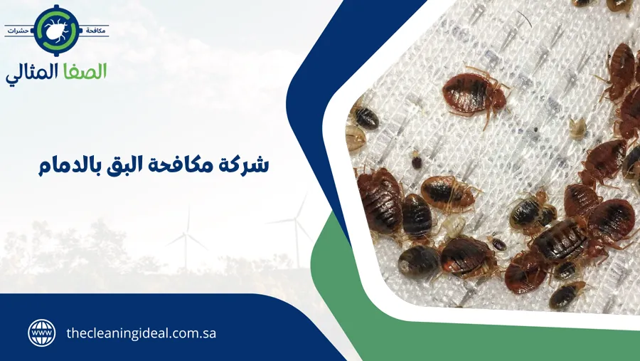 شركة مكافحة البق بالدمام