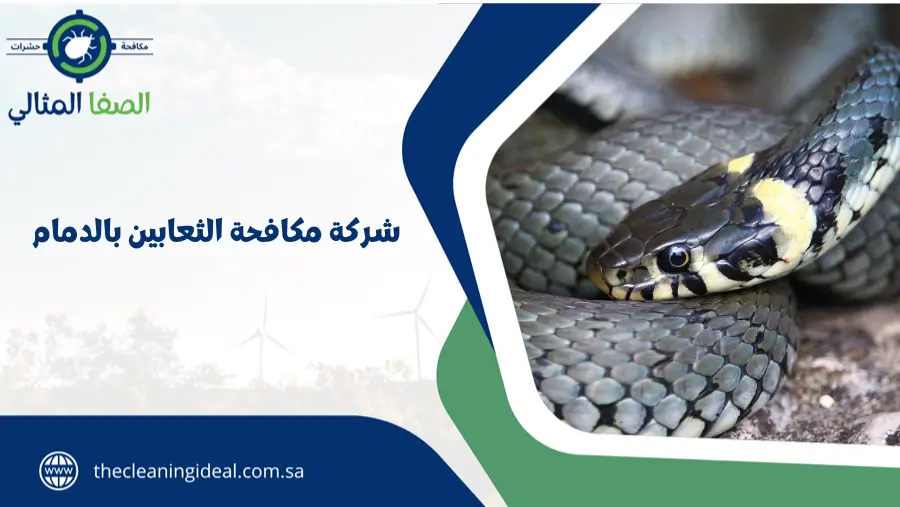 شركة مكافحة الثعابين بالدمام