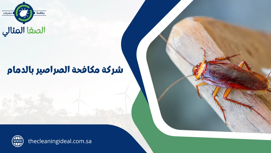 شركة مكافحة الصراصير بالدمام
