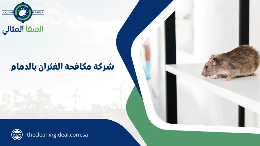 شركة مكافحة الفئران بالدمام