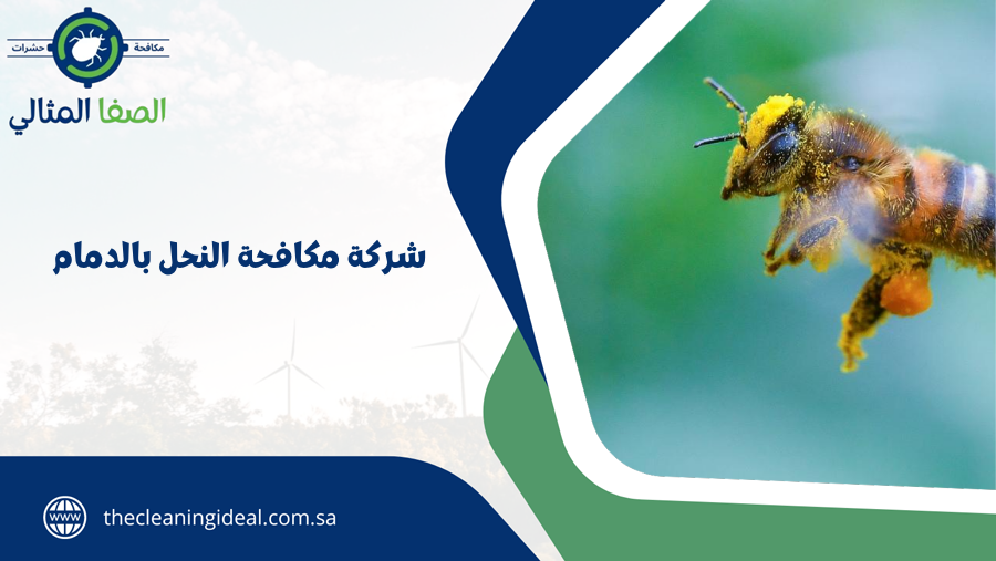 شركة مكافحة النحل بالدمام