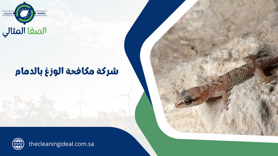 شركة مكافحة الوزغ بالدمام