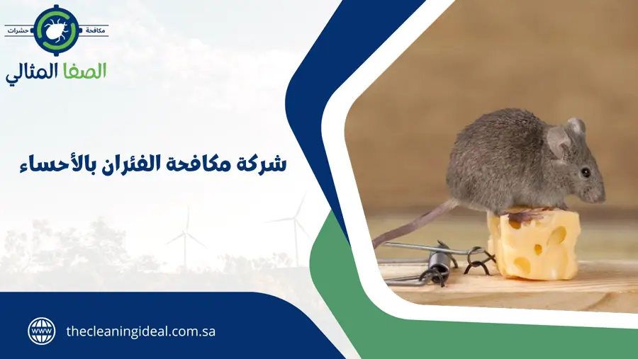 شركة مكافحة الفئران بالأحساء
