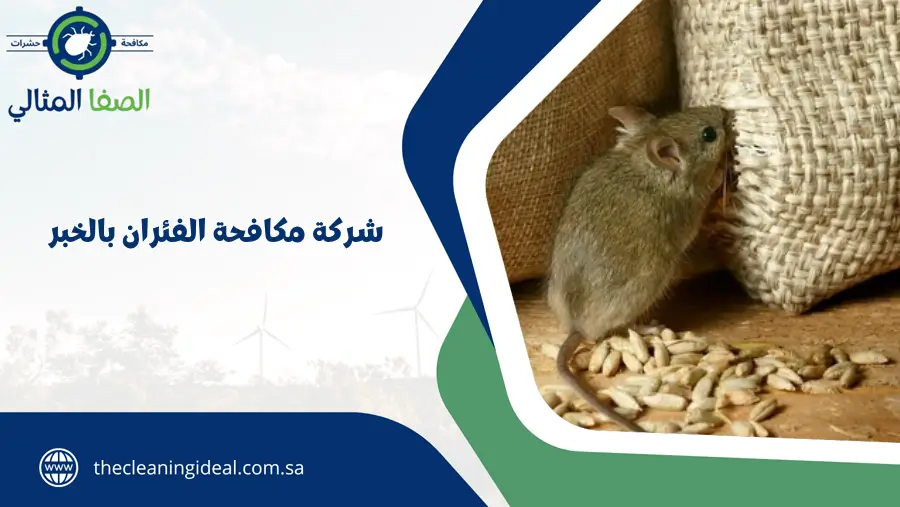 شركة مكافحة الفئران بالخبر.