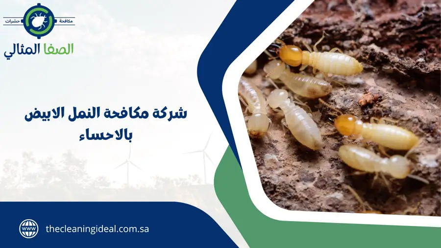 شركة مكافحة النمل الابيض بالاحساء