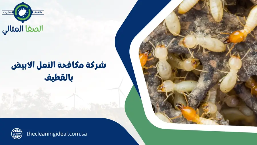 شركة مكافحة النمل الابيض بالقطيف