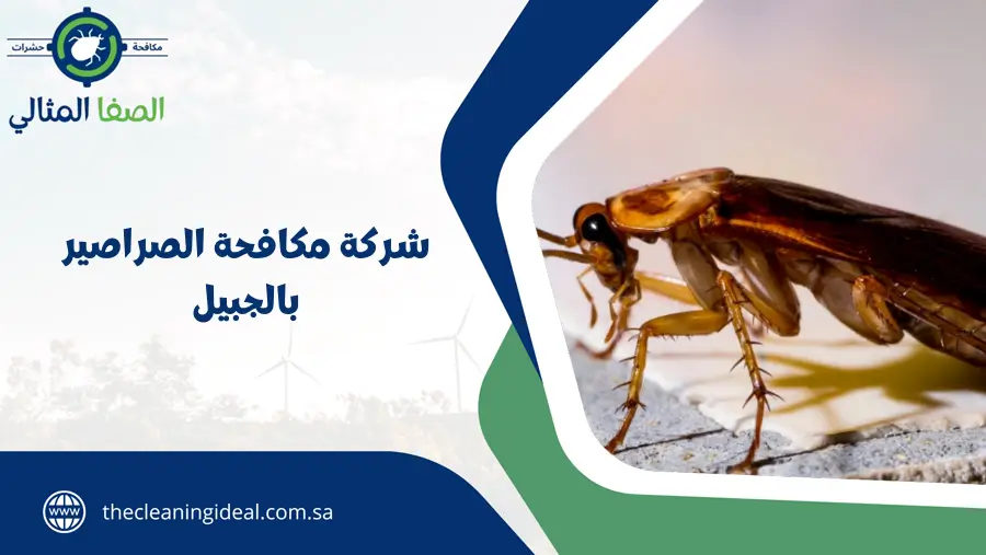 شركة مكافحة الصراصير بالجبيل
