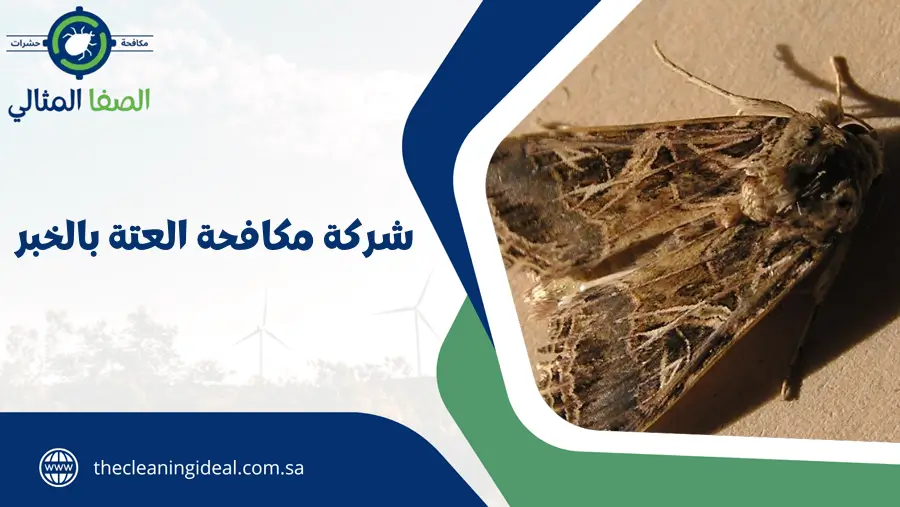 شركة مكافحة العتة بالخبر