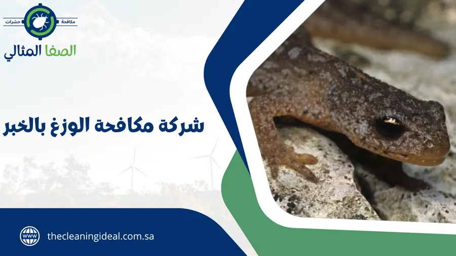 شركة مكافحة الوزغ بالخبر