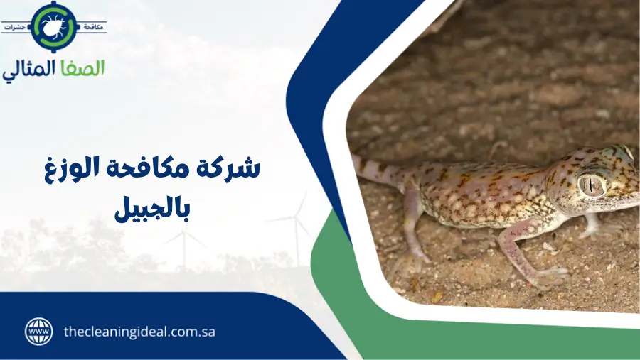 شركة مكافحة الوزغ بالجبيل