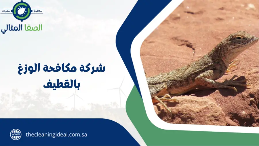 شركة مكافحة الوزغ بالقطيف