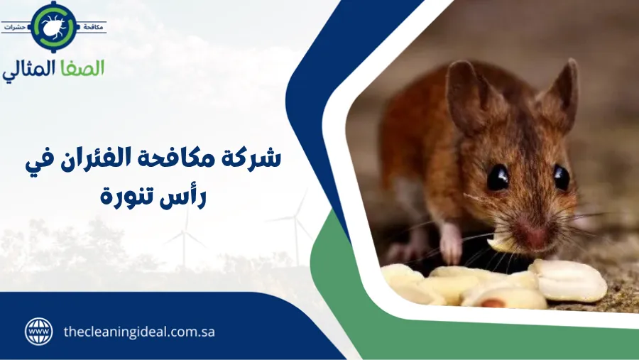 شركة مكافحة الفئران في رأس تنورة