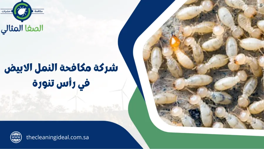 شركة مكافحة النمل الابيض في رأس تنورة