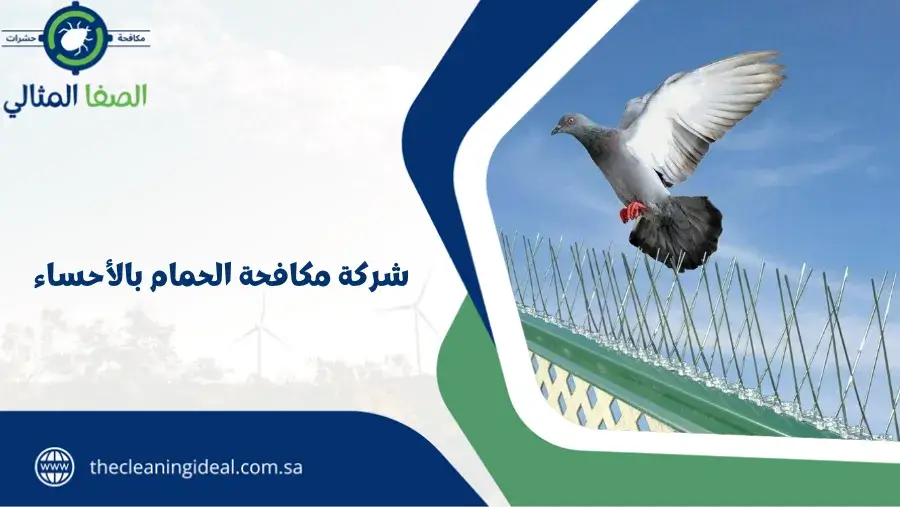 شركة مكافحة الحمام بالأحساء