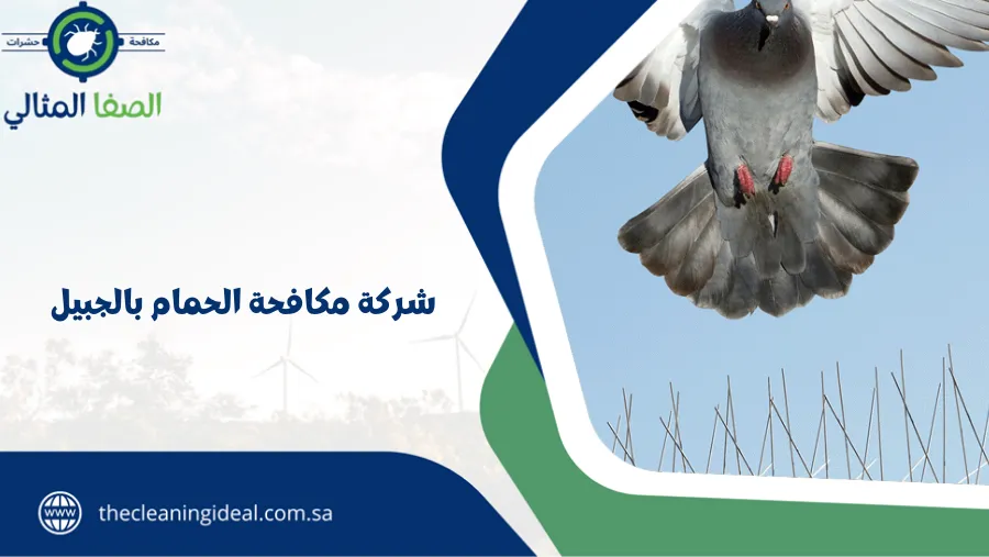 شركة مكافحة الحمام بالجبيل
