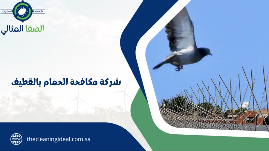 شركة مكافحة الحمام بالقطيف