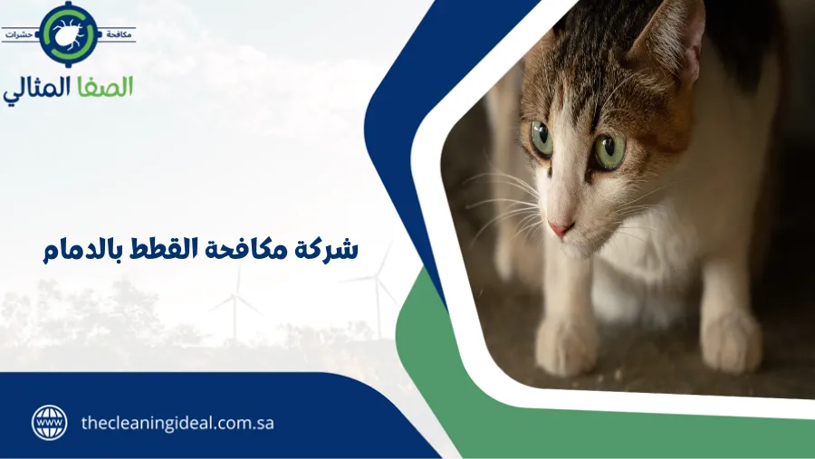 شركة مكافحة القطط بالدمام