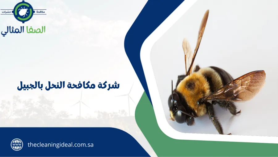 شركة مكافحة النحل بالجبيل