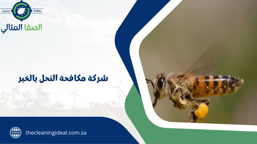 شركة مكافحة النحل بالخبر