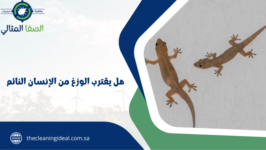 هل يقترب الوزغ من الإنسان النائم