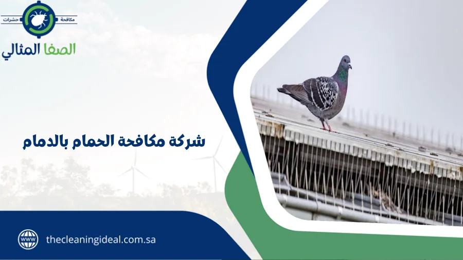 شركة مكافحة الحمام بالدمام