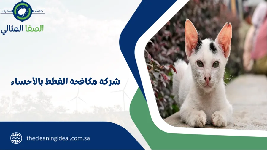 شركة مكافحة القطط بالأحساء