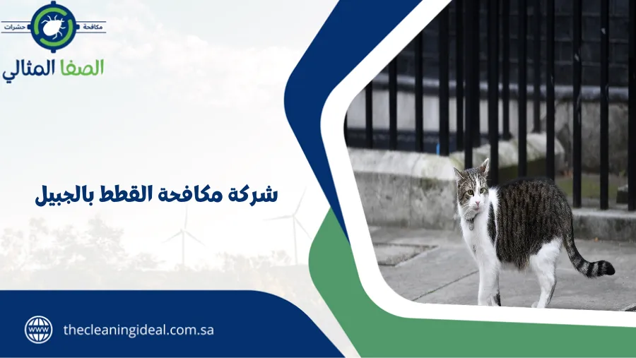شركة مكافحة القطط بالجبيل