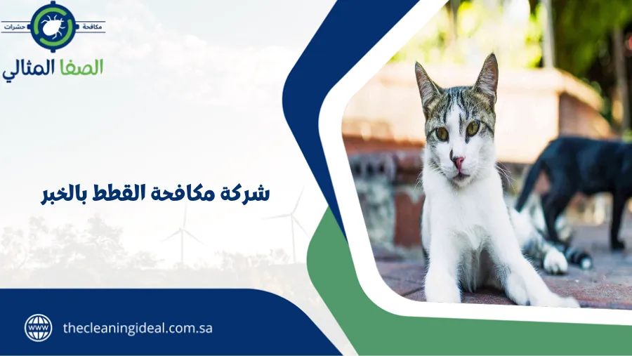شركة مكافحة القطط بالخبر