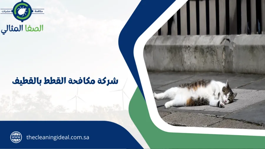 شركة مكافحة القطط بالقطيف